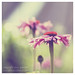 Adrianne Flowers Photo 1