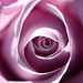 Charles Rose Photo 12