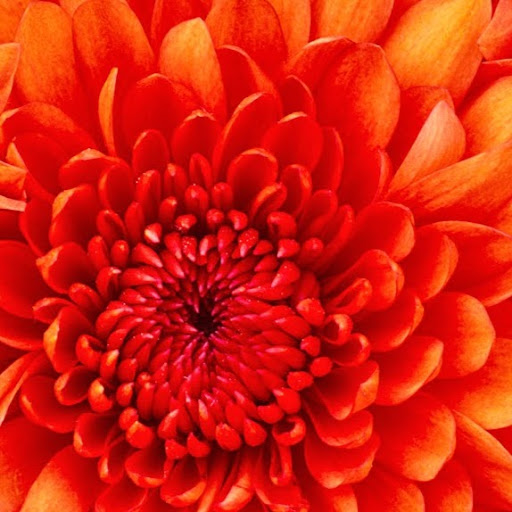 Anna Swan Photo 35