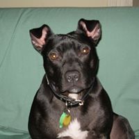 Sandi Ward Photo 10