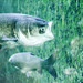 Richard Carp Photo 16
