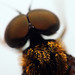 James Snipes Photo 20