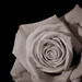 Donna Good Photo 15