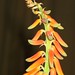 Vera Sharp Photo 18