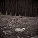 Thomas Anglin Photo 24