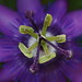 Janet Flowers Photo 25