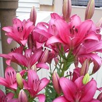 Diane Forst Photo 10