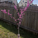 Bud Nicholas Photo 7