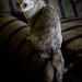 Sylvia Low Photo 24