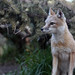 Spencer Fox Photo 22