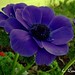 Linda Bowman Photo 18