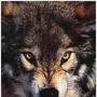 Rex Wolfe Photo 20