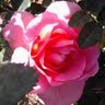 Maria Flynn Photo 23