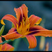 Lily Sun Photo 23