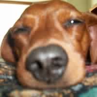 Shelley Schmidt Photo 24