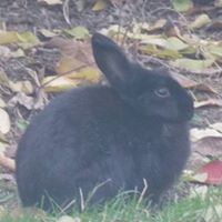 Lynne Gardner Photo 32