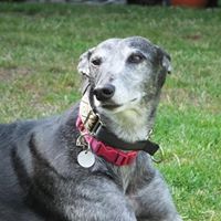 Susan Camber Photo 4