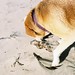 Aimee Lombardo Photo 4