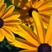 Susan Grow Photo 21