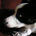 Betty Collie Photo 5