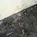 Joyce Bowen Photo 9