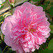 Rose Carr Photo 19