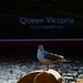 Victoria Holliday Photo 15