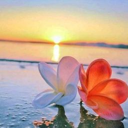 Subhas Dutta Photo 7