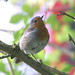 Robin Kemp Photo 14