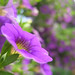 Spring Tuttle Photo 5
