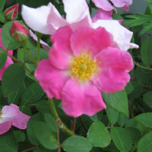 Debra Drew Photo 3