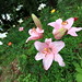 Lily Shi Photo 22