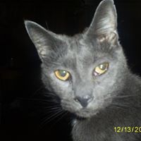 Debra Snyder Photo 29