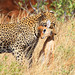 Kenya Hunter Photo 38