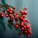 Deborah Berry Photo 42