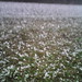 Cheryl Puckett Photo 27