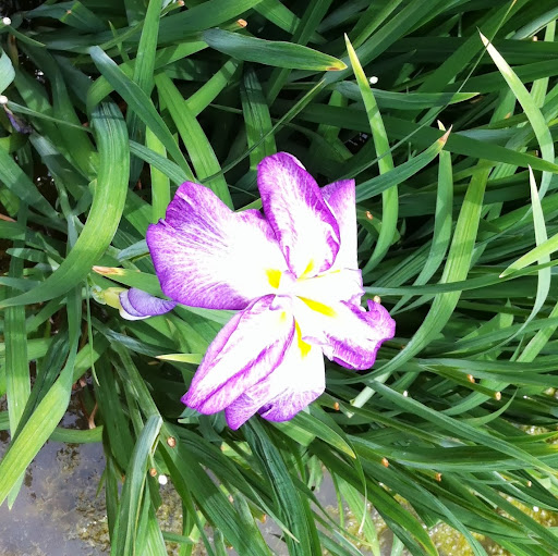 Jeanne Thomas Photo 35
