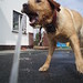 John Fitzmaurice Photo 17