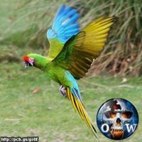 Roger Gibson Photo 11