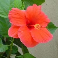 Anne Blankenship Photo 8