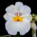 Phillip Anderson Photo 35