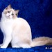 Larry Luna Photo 12