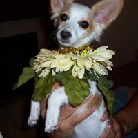 Ginny Lawrence Photo 14