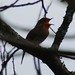 Robin Lind Photo 26