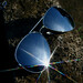 Ray Sample Photo 12