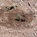 Jeffrey Plant Photo 2