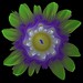 Julia Flowers Photo 11