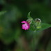 Laura Dickson Photo 17