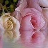 Terri Tripp Photo 6