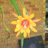 Judith Roach Photo 21
